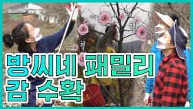 《스페셜》 방 씨네 패밀리♨ 감나무밭에서 감수확! MBC 201212 방송