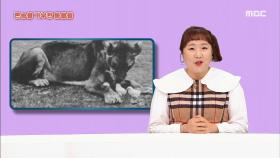 육식을 거부하는 사자가 있다?! 본능을 거부한 동물들 MBC 201213 방송