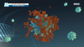 감기, 독감, 코로나19 三중고! 선천 면역세포가 답이다? MBC 201118 방송