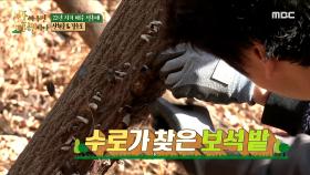 목이 버섯 채취에 힘을 합치는 신현준&김수로!🤩, MBC 210308 방송