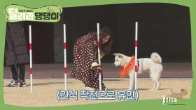 '개'너자이저! 태풍이 씐나♬