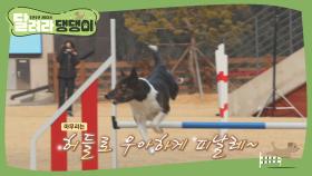 '퍼펙트한 강이...♡' 이것이 K-댕댕이의 어질리티다!