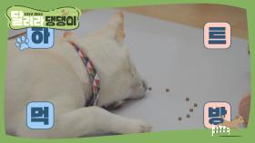 태풍이의 신기술, 하트 먹방!♥