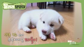 우리 태풍이를 소개합니다! (꼬물이 시절 태풍♥)