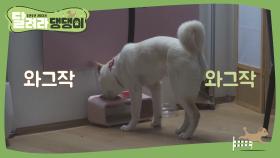 태풍이 먹방 ASMR!♬ (오구 잘먹어ㅠ)