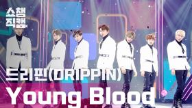 [쇼챔직캠] 드리핀(DRIPPIN) - 영 블러드(DRIPPIN - Young Blood) l EP.388