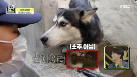 ＂이슬아 안녕~🐕＂ 동네 개와 절친 먹은 집배원 한창훈, MBC 210427 방송