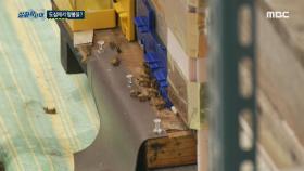 도심에서 양봉을 하는 남자, 벌에 쏘인 주민 , MBC 210619 방송