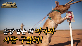 수많은 사람을 살린 영웅 쥐, 마가와!, MBC 210711 방송