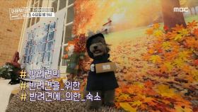 [예고] 반려동물을 위한 아주 특별한 여행!, MBC 211013 방송