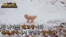 북극에서 발견된 사모예드 아이카의 가출 대소동!, MBC 211003 방송