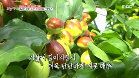 속리산 자락에서 키운, 아삭한 식감과 달콤한 맛이 일품인 '대추', MBC 211008 방송