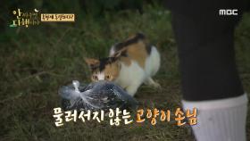 물러서지 않는 고양이 손님?! 아까운 김을 다 먹은 고양이😺, MBC 211011 방송