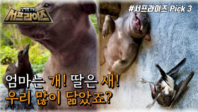 강아지와 까치?!그들의 종(種)을 초월한 우정!, MBC 220116 방송