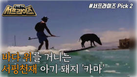 하와이 높은 파도를 가르는 서핑천재 돼지!, MBC 220123 방송