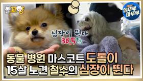 [심장이 뛴다 38.5] 동물 병원 마스코트 🐾도톨이 &15살 노견 철수✨의 심장이 뛴다 ❗ #엠뚜루마뚜루 #심장이뛴다38.5 MBC220615방송