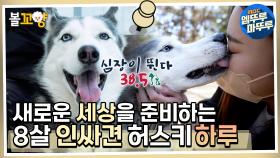 [심장이 뛴다 38.5] 새로운 세상을 준비하는💨 8살 🌟인싸견🌟 허스키 하루 #엠뚜루마뚜루 #심장이뛴다38.5 MBC220622방송