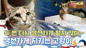 [#ZOO간애니멀]두 번 다시 생선가게 털지 않아~ 생선가게 지키는 고양이 #MBCLIFE MBC 161229 방송