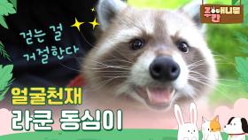 얼굴천재 라쿤 동심이 a raccoon with a cute face #ZOO간애니멀 #MBCLIFE MBC210927방송