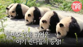 푸바오만큼 귀여운 아기 판다들의 등장! #MBC LIFE #다큐멘터리곰 MBC 190204 방송