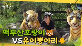 백두산 호랑이🐯 VS 유이뿅아리🐥 l #촌스러운한달살기 l EP.6
