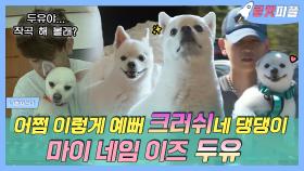 《로켓피플》 오늘 하루만 로켓도그👀어쩜 이렇게 예뻐 너 미워💖크러쉬네 두유🐶(feat. 로즈) | 나혼자산다 | TVPP | MBC 160401 방송