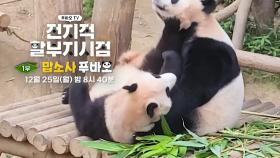 [예고] 할부지 껌딱지 푸바오의 천방지축 육아일기🐼 (feat.루이,후이도 있어요🥰) ＜전지적 할부지 시점＞ 1부, MBC 231225 방송