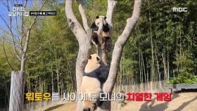 워토우 물고 도망가는 푸바오😅 워토우를 사이에 둔 모녀의 치열한 게임🔥, MBC 231225 방송