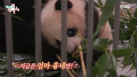 푸바오의 귀여운 쌍둥이 동생들 등장! 엄마가 먹는 대나무에 호기심 폭발한 루이바오&후이바오🐼🍼, MBC 240106 방송