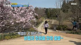 50년 만에 공개되는 '비밀정원'?!, MBC 240411 방송