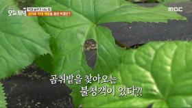 곰취 밭을 찾아오는 불청객이 있다?!🐌, MBC 240417 방송