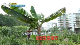서울 텃밭에 바나나가 있다?!, MBC 240710 방송