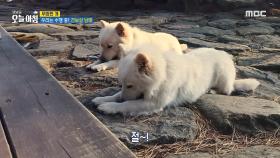 우리는 수행 중! 견보살 남매🐶, MBC 241209 방송