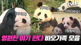 《TVPP》 영원한 나의 아기 판다들🐼 귀여움 MAX 바오가족 모음.ZIP | 전지적참견시점 | TVPP | MBC 240106 방송