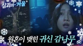 [#심괴의겨울❄]원혼이 맺힌 귀신 감나무 MBC220901방송 #midnight #horrorstory
