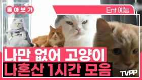《TVPP》 나만 없어 고양이🐱, 나혼산 고양이 1시간 모음 | 나혼자산다 | TVPP | MBC 240412 방송 외