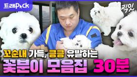 [픽잇] 24시간 열일 중인 미모로 근로기준법 위반한 꽃분이 모음.zip MBC220722방송