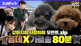 ​[픽잇] 사람이야? 강아지야? 견생 2회 차 같은 키 반려견 꼼대X가르송 모음.zip MBC210320방송 #나혼산 #꼼데 #가르송 #키