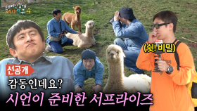 [선공개] 알파카 목장에서 직접 알파카 돼보기🦙 소원성취한 기안84 X 알파카에게 인기폭발 빠니보틀, MBC 250615 방송