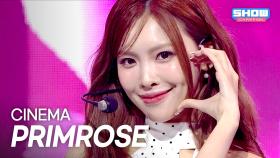 프림로즈(PRIMROSE) – CINEMA l 250625
