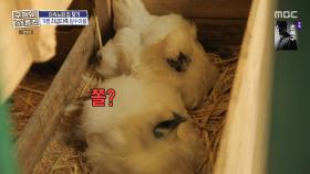 귀여움 주의🐔 오늘도 정성껏 달걀을 품는 자급자족 하우스💛, MBC 250703 방송