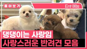 《TVPP》 댕댕이는 사랑임💕 사랑스러운 반려견 모음.ZIP | 나혼자산다 | TVPP | MBC 140328 방송 외