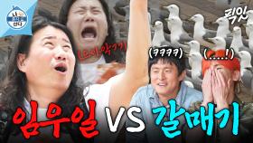 [픽잇] 임우일 왜케 웃김ㅋㅋㅋ 갈매기들 밥 주려다 몰매 맞은 썰푼다.mp4 MBC250711방송 #나혼산 #임우일 #일상