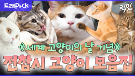 [픽잇] 고양이 없는 분 ㄱㄱ 랜선 집사 가능하게 만든 전참시 개냥이 30분 모음.zip MBC181208방송