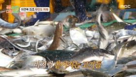 퍼도 퍼도 마르지 않는 고기 떼🐟 다양한 식재료에 기뻐하는 이연복 셰프, MBC 250922 방송