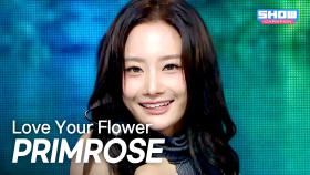 [COMEBACK] 프림로즈(PRIMROSE) - Love Your Flower l 250924