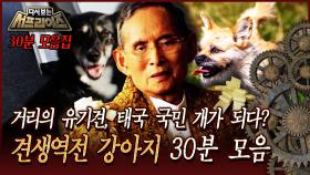 [다시보는 서프라이즈] 거리의 유기견, 태국 국민 개가 되다? 견생역전 강아지 30분 모음 MBC 170730 방송