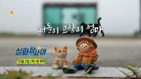 [331회 예고] 나를 구해주세요 & 떠돌이 고양이 엄마, MBC 251002 방송
