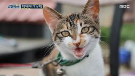 고양이를 메고 다니는 여자? 여자에 대한 믿기 힘든 소문들, MBC 251002 방송