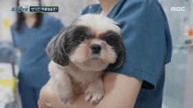 배에 여러 개의 칼자국들이? 실습에 동원된 번식견들, MBC 251002 방송